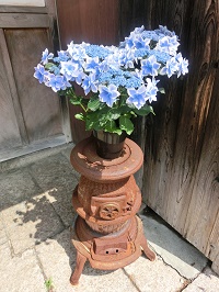 玄関に咲く花