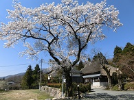 白谷荘前に咲く桜